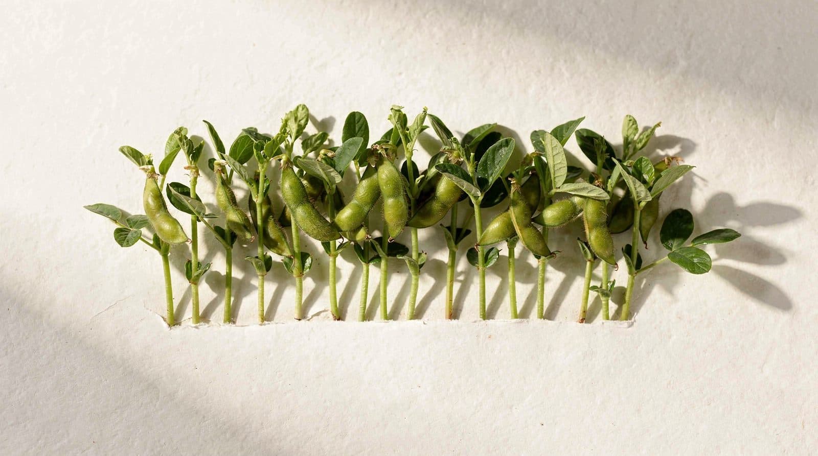 Edamame rows in a field