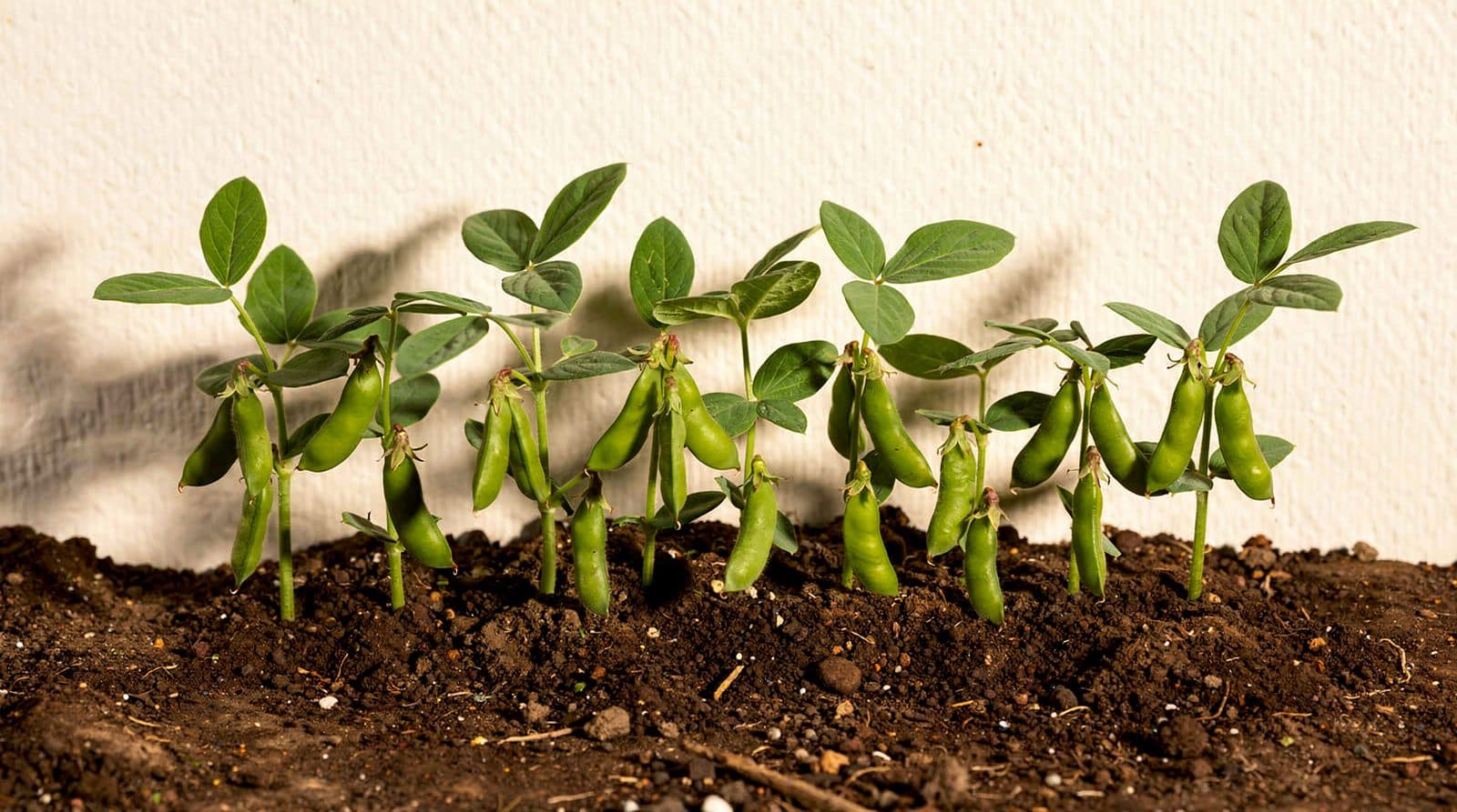Edamame in a home garden bed