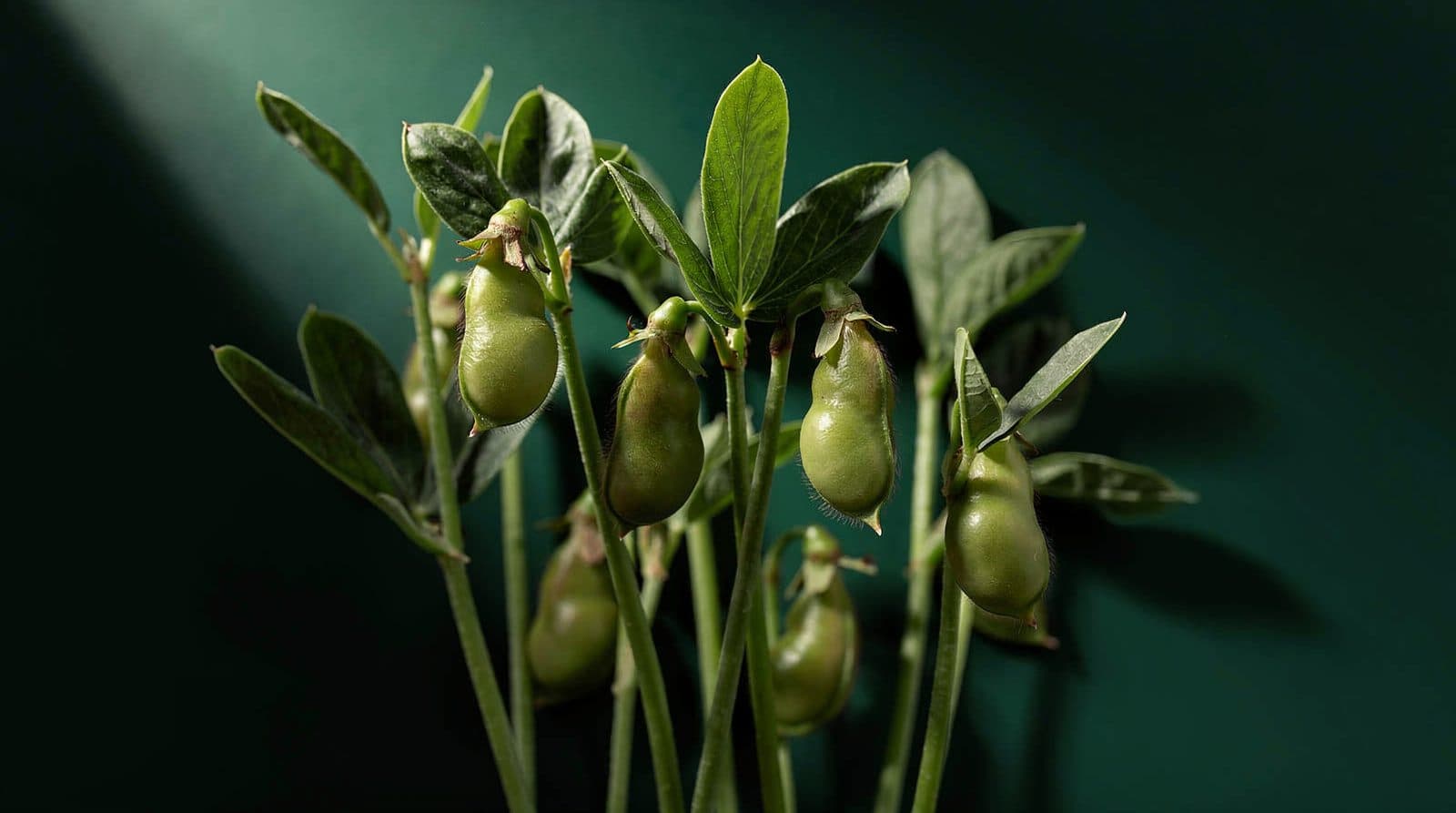 Edamame plants in even light