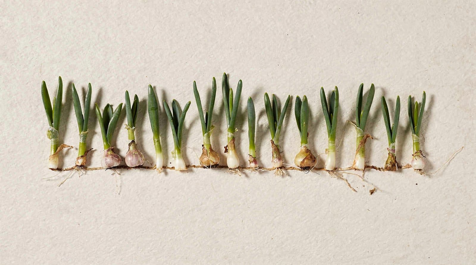 Garlic plants in a field row