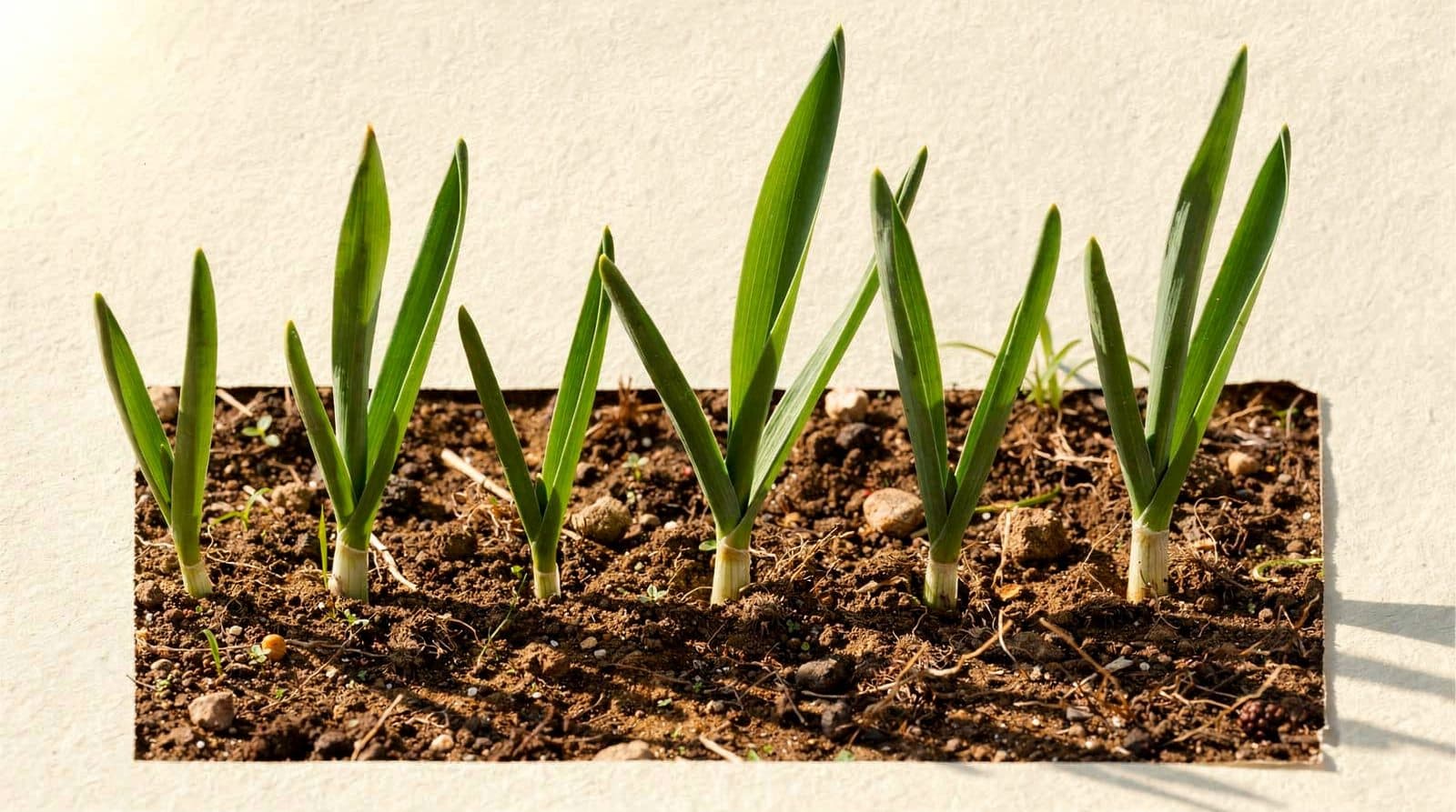 Garlic plants in a home garden