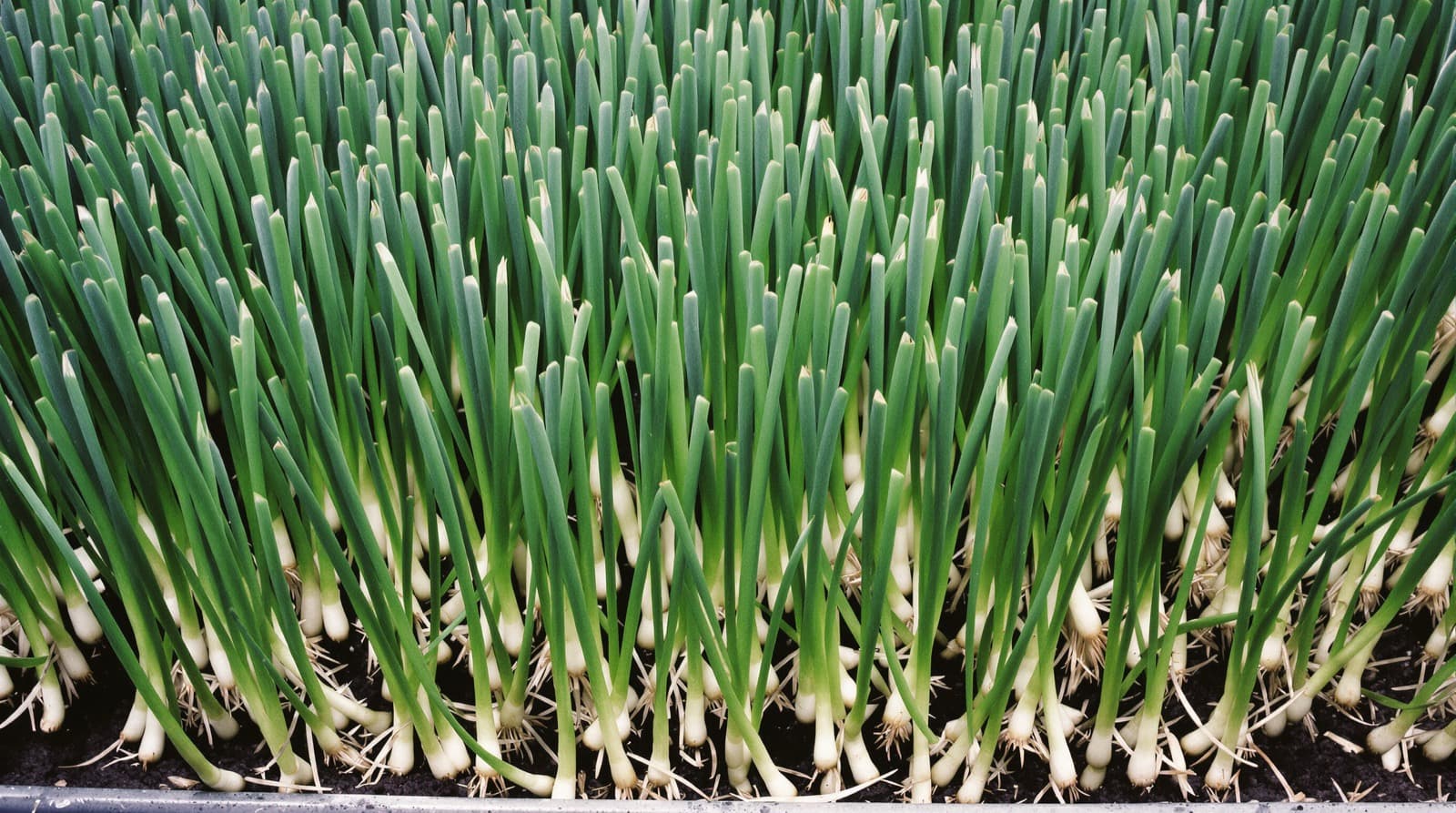 Dense green onion tops in a home garden bed