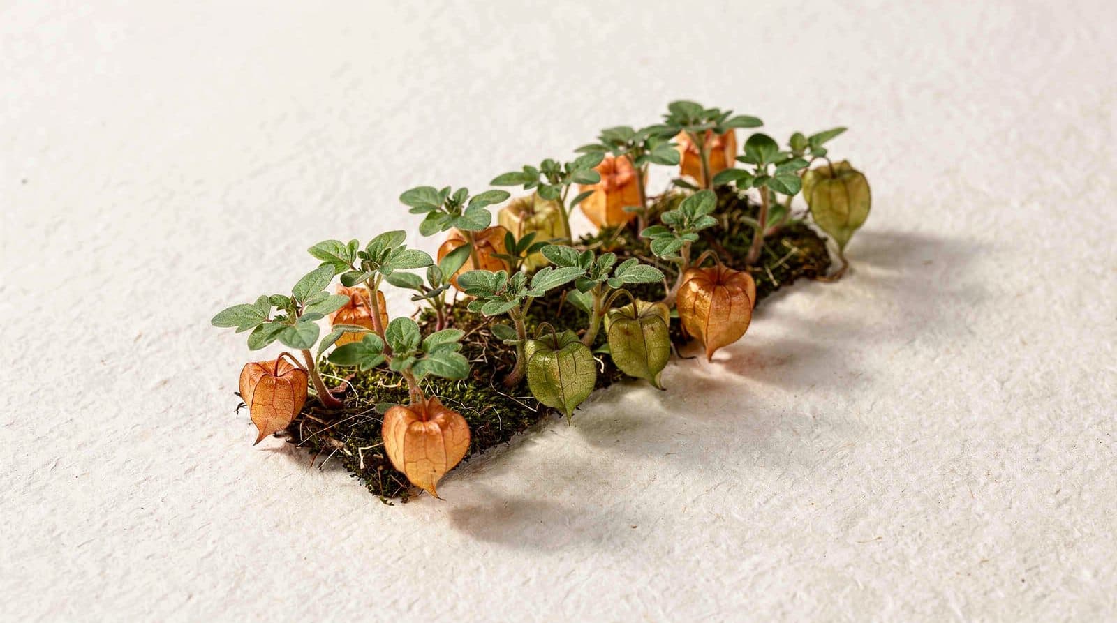 Ground cherry rows in a field