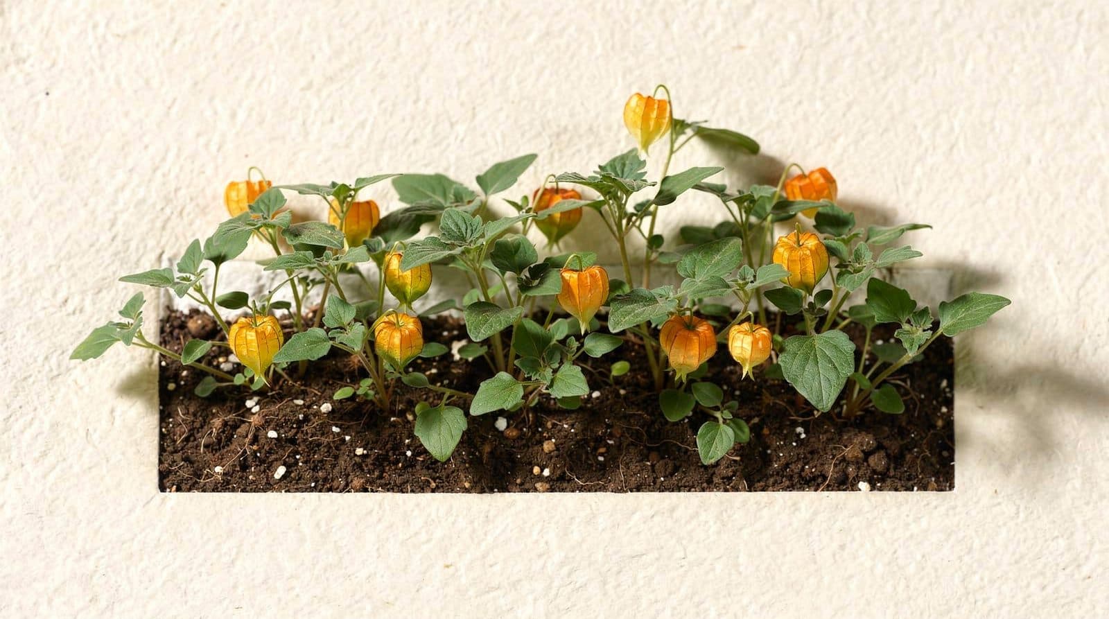 Ground cherry in a home garden bed