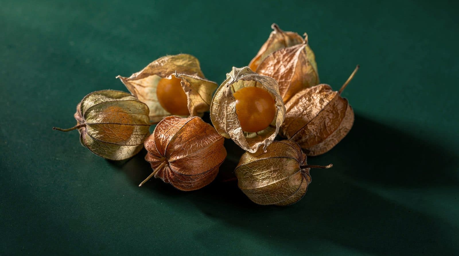 Ground cherry plants in even light