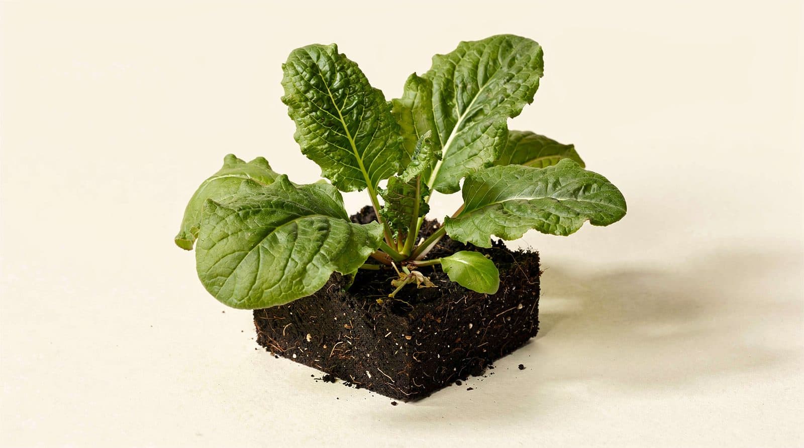 Horseradish in a home garden bed