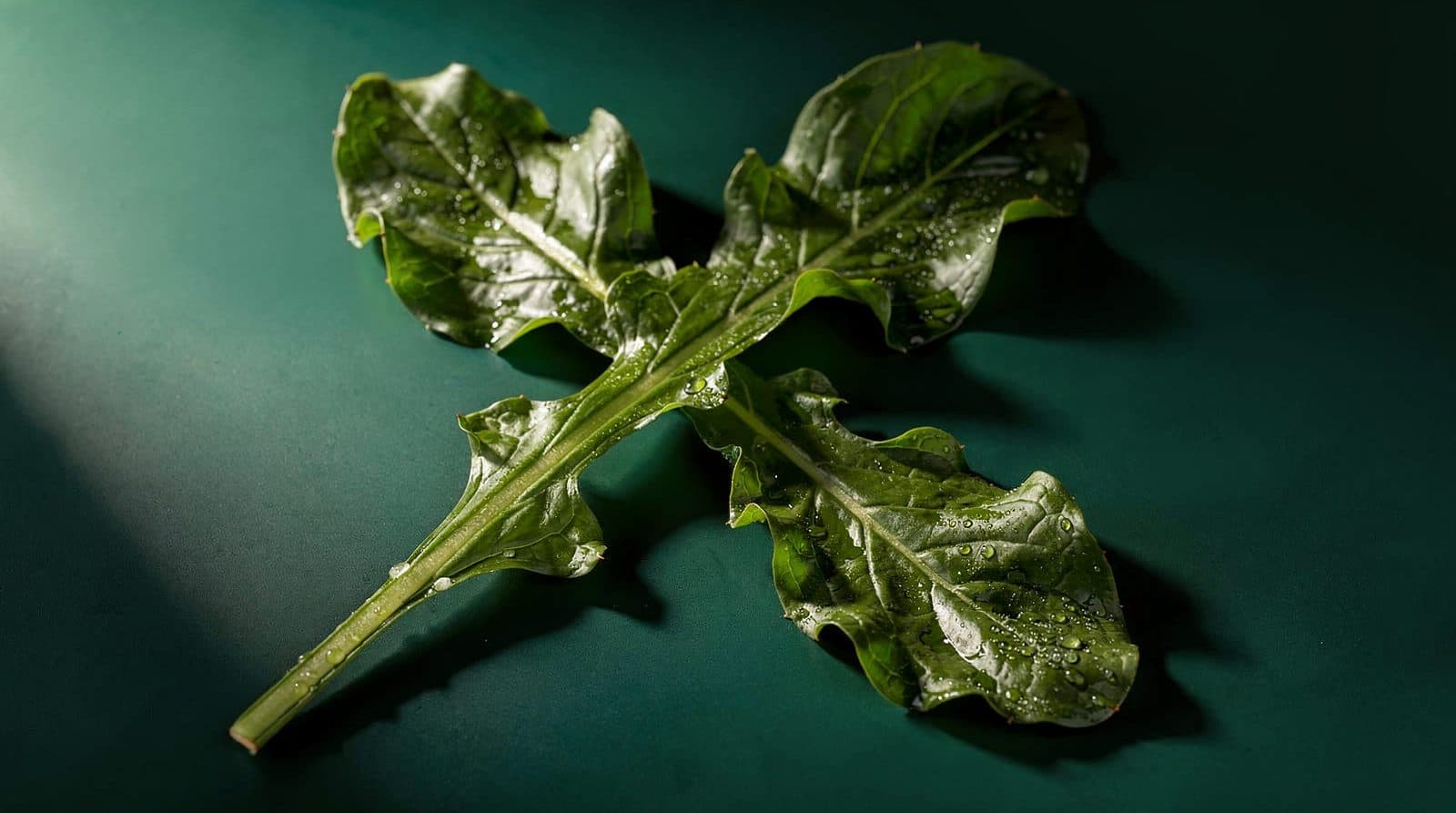 Horseradish plants in even light