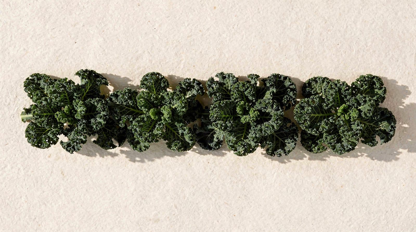 Kale plants in a field row