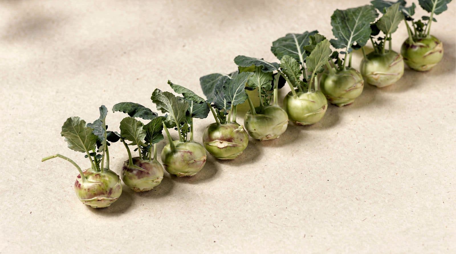 Kohlrabi rows in a field