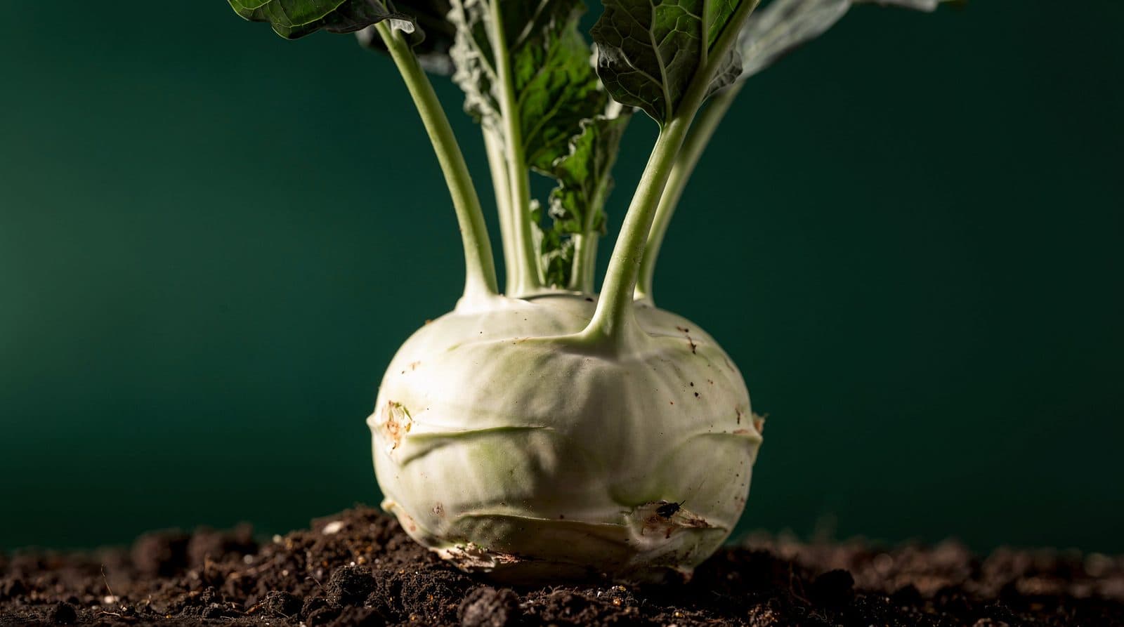 Kohlrabi stem and leaves in even light