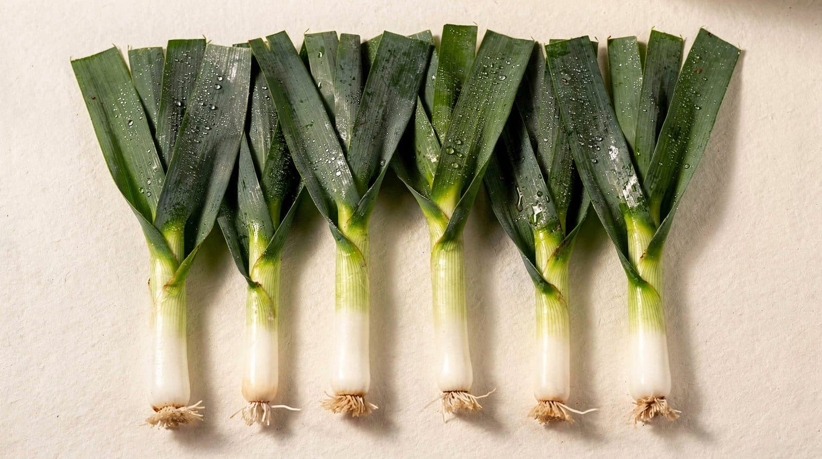 Leek plants in a field row