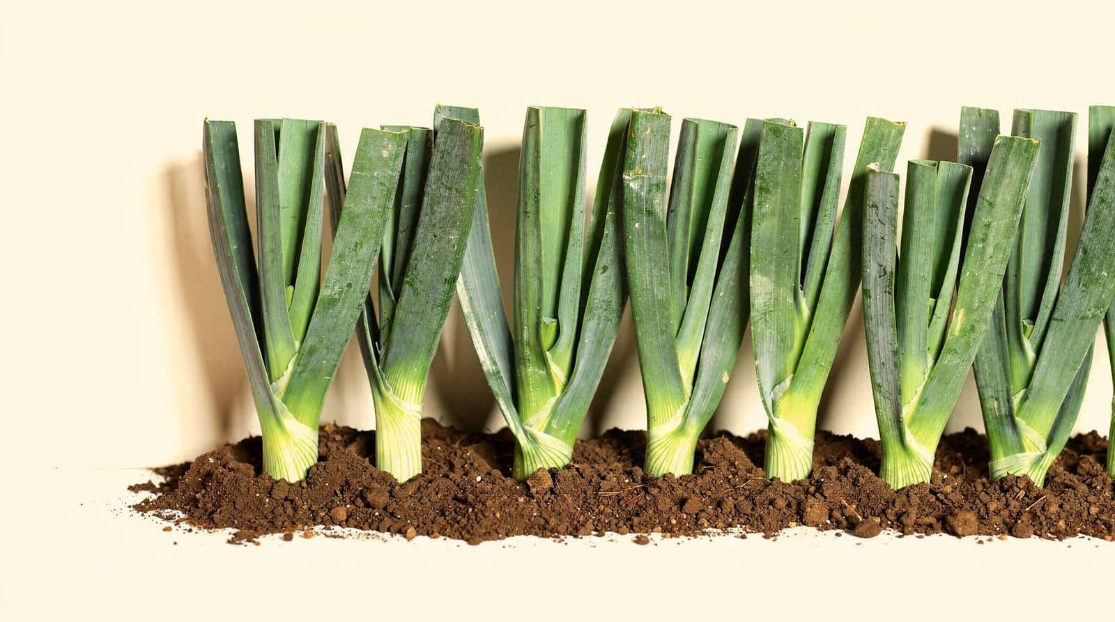 Leek plants in a home garden