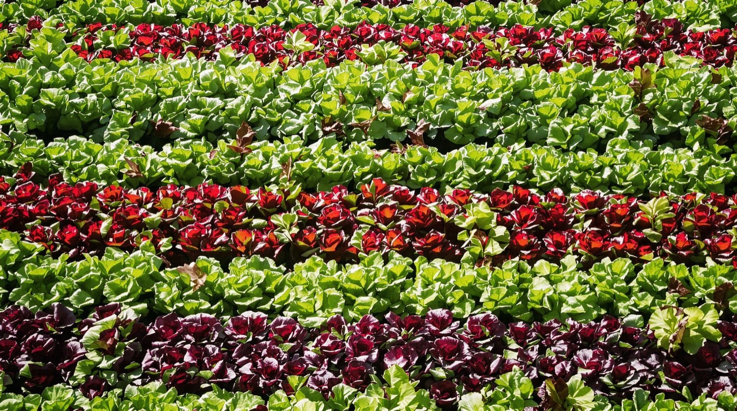 Lettuce rows in a field