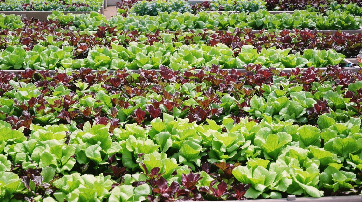 Lettuce in a home garden bed