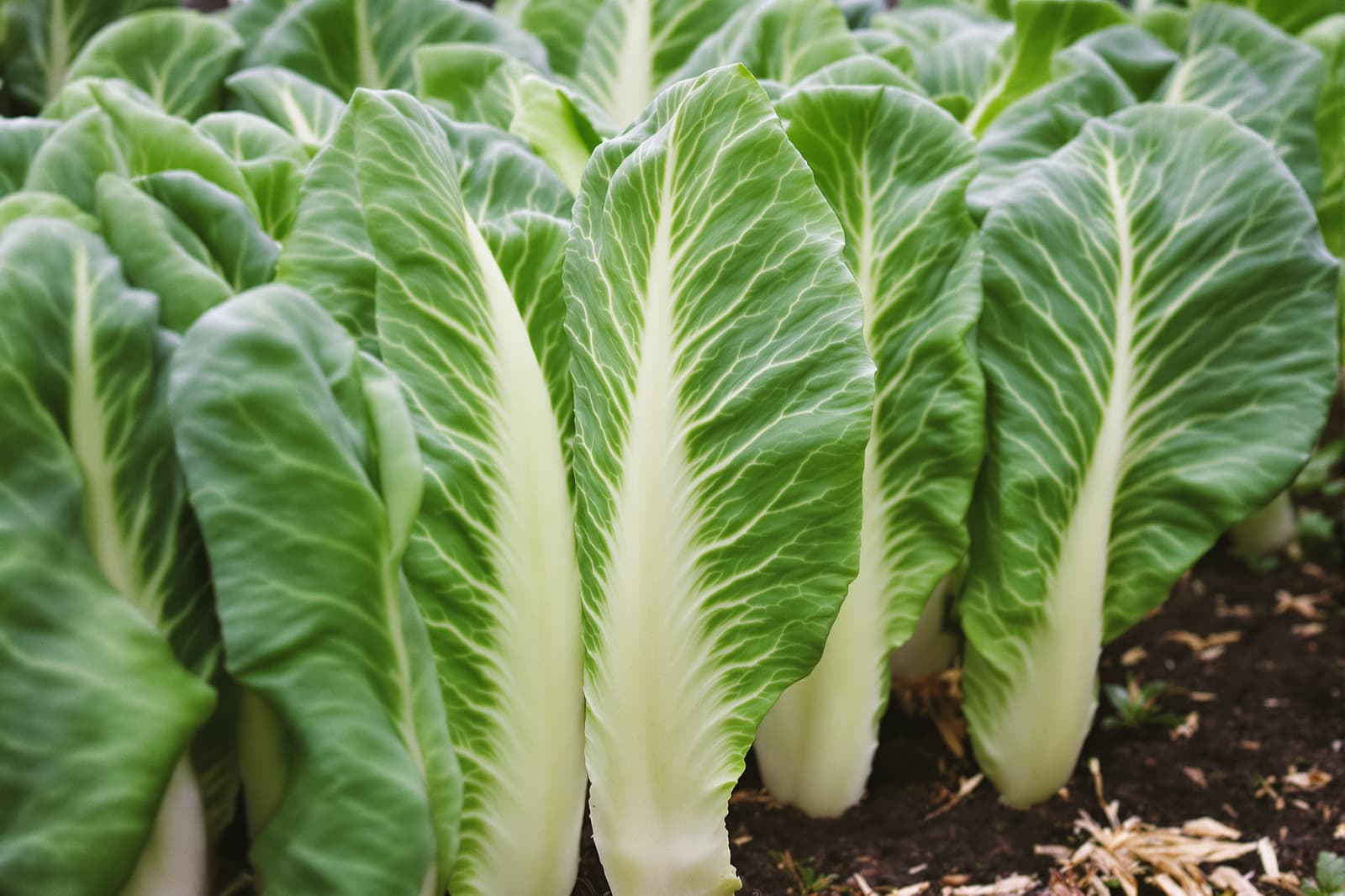 Close romaine lettuce head