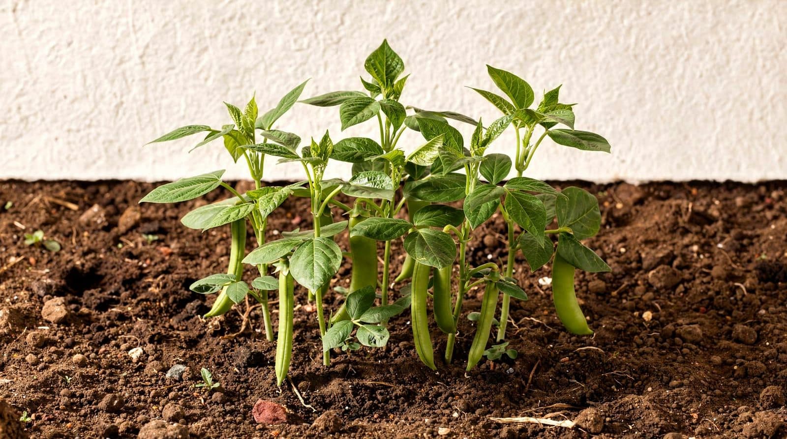Lima beans in a home garden bed