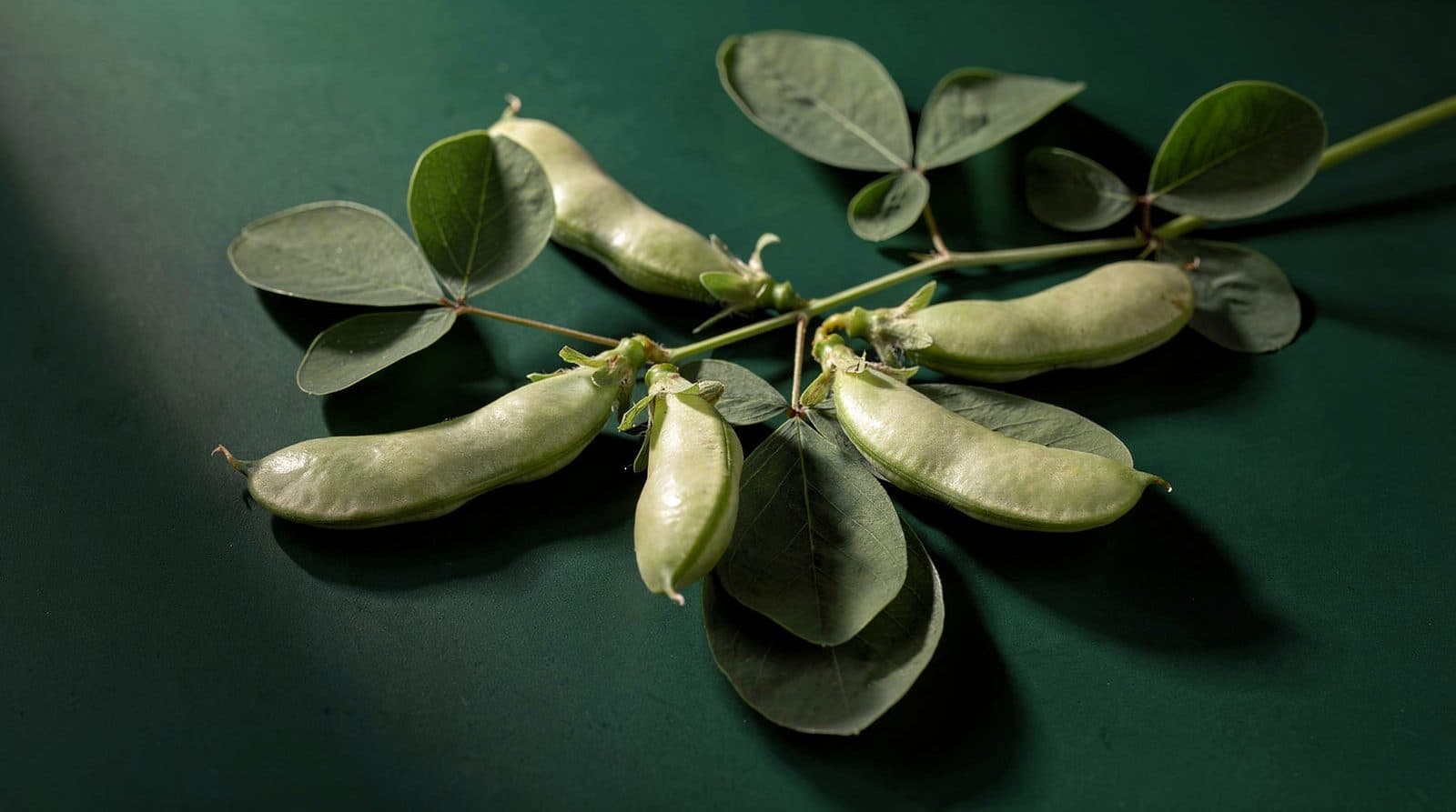 Lima bean pods and foliage in even light