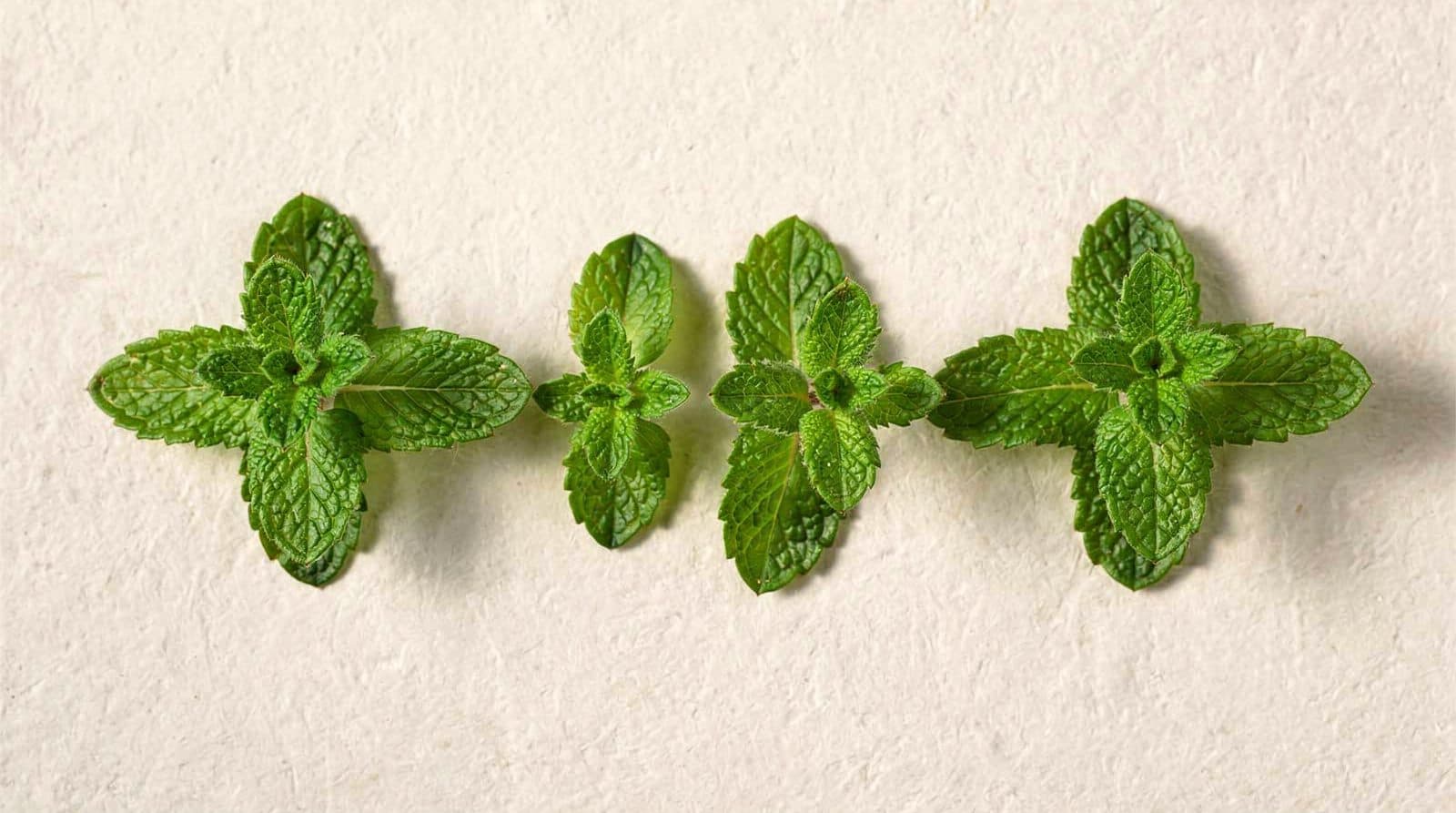 Mint plants in a field row
