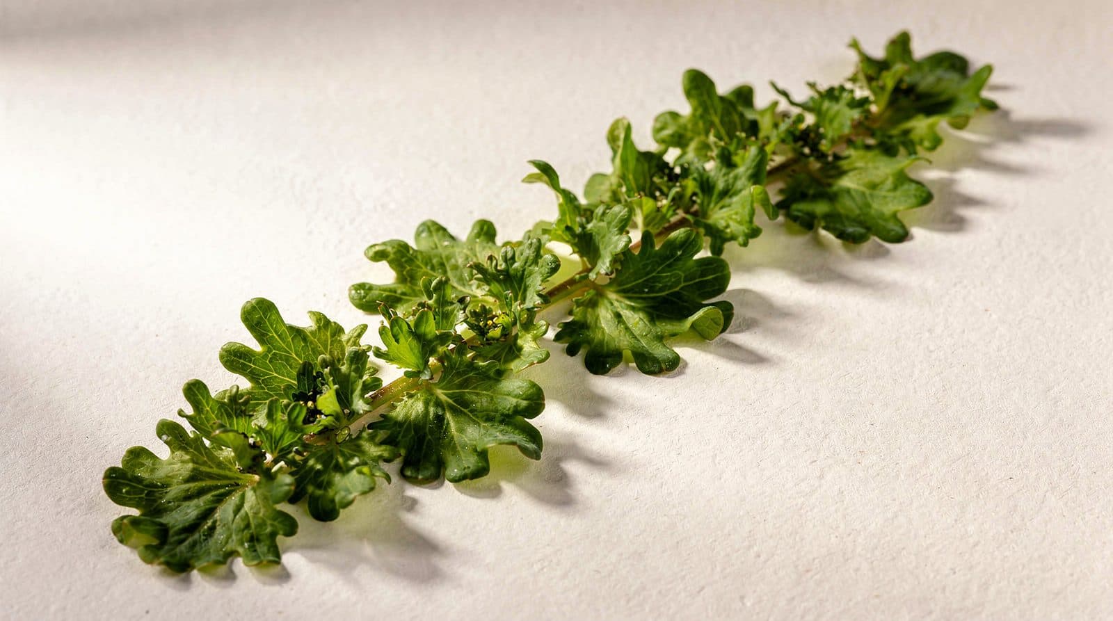 Mustard greens rows in a field