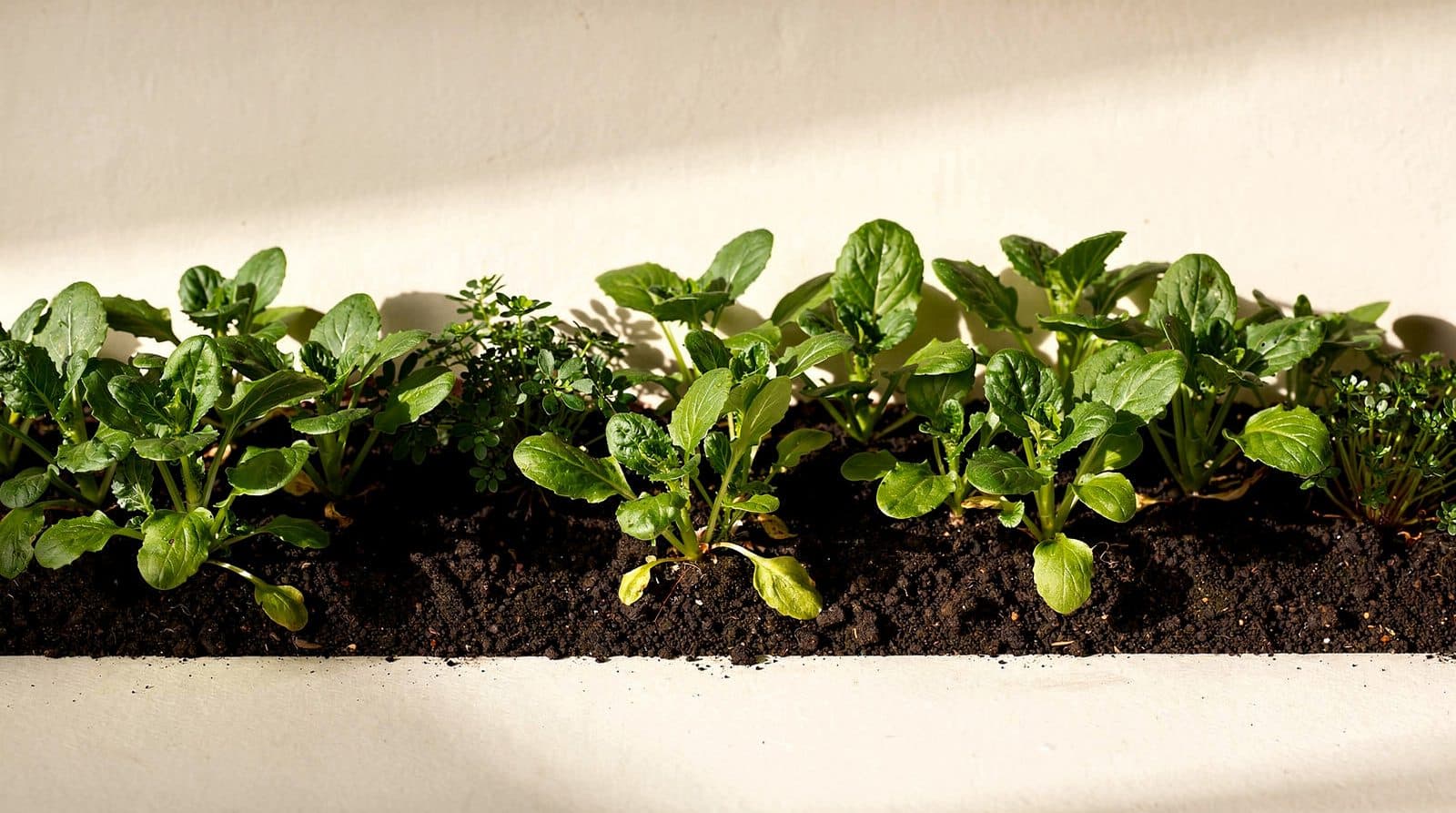 Mustard greens in a home garden bed