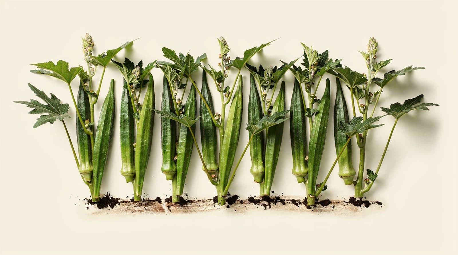 Okra plants in a field row