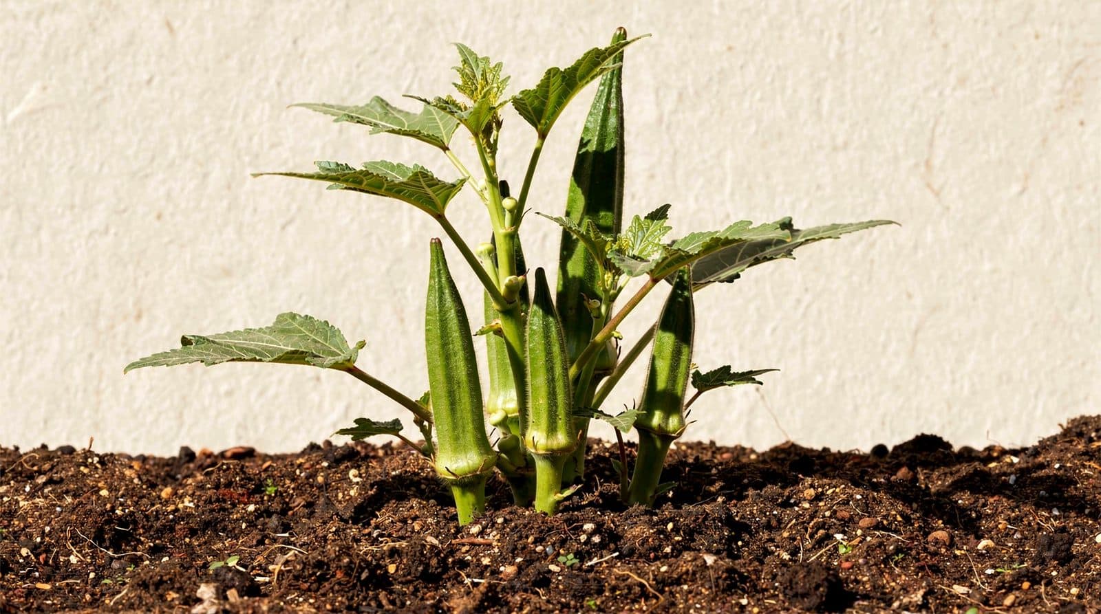 Okra plants in a home garden