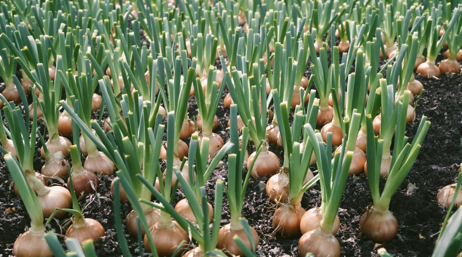 Onion plants in a home garden bed