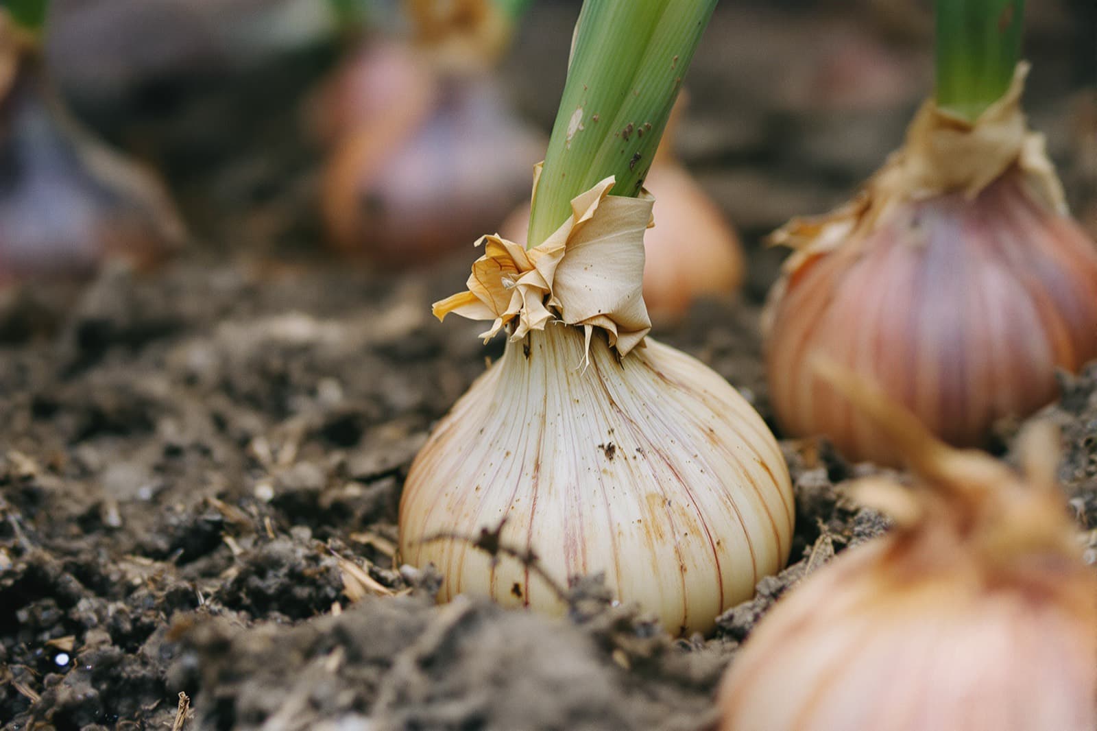 Onion bulbs in a garden bed
