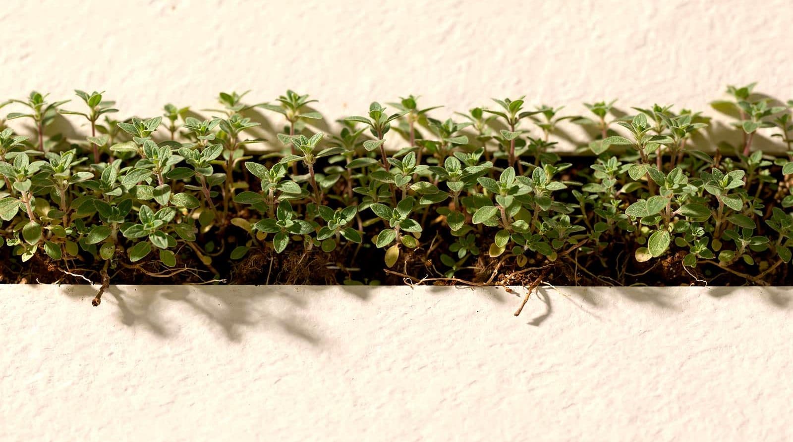 Oregano plants in a field row