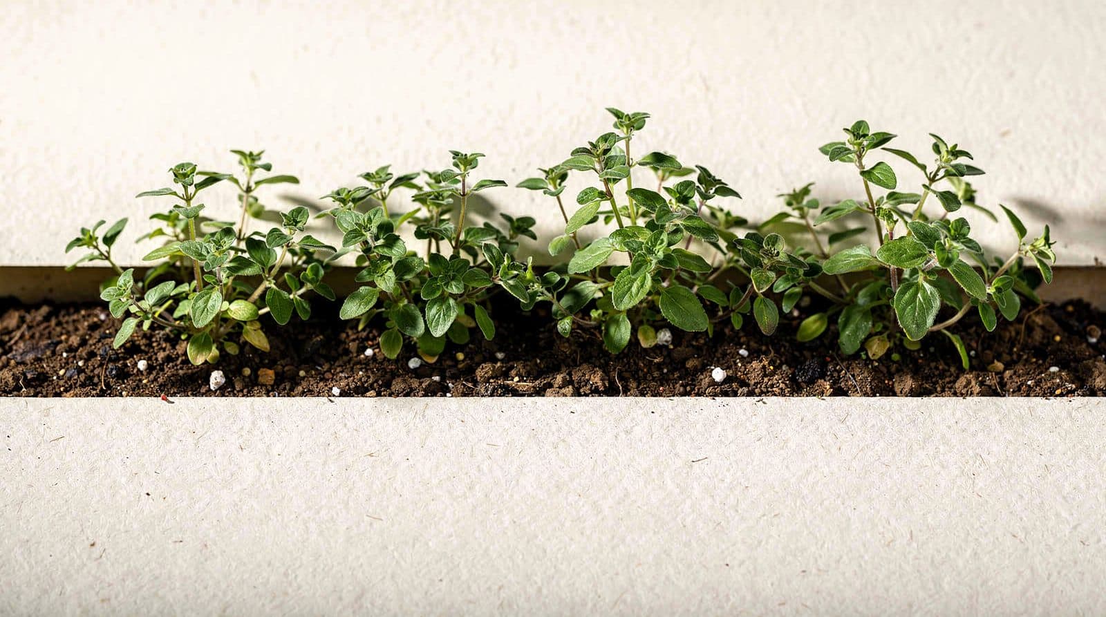 Oregano plants in a home garden bed