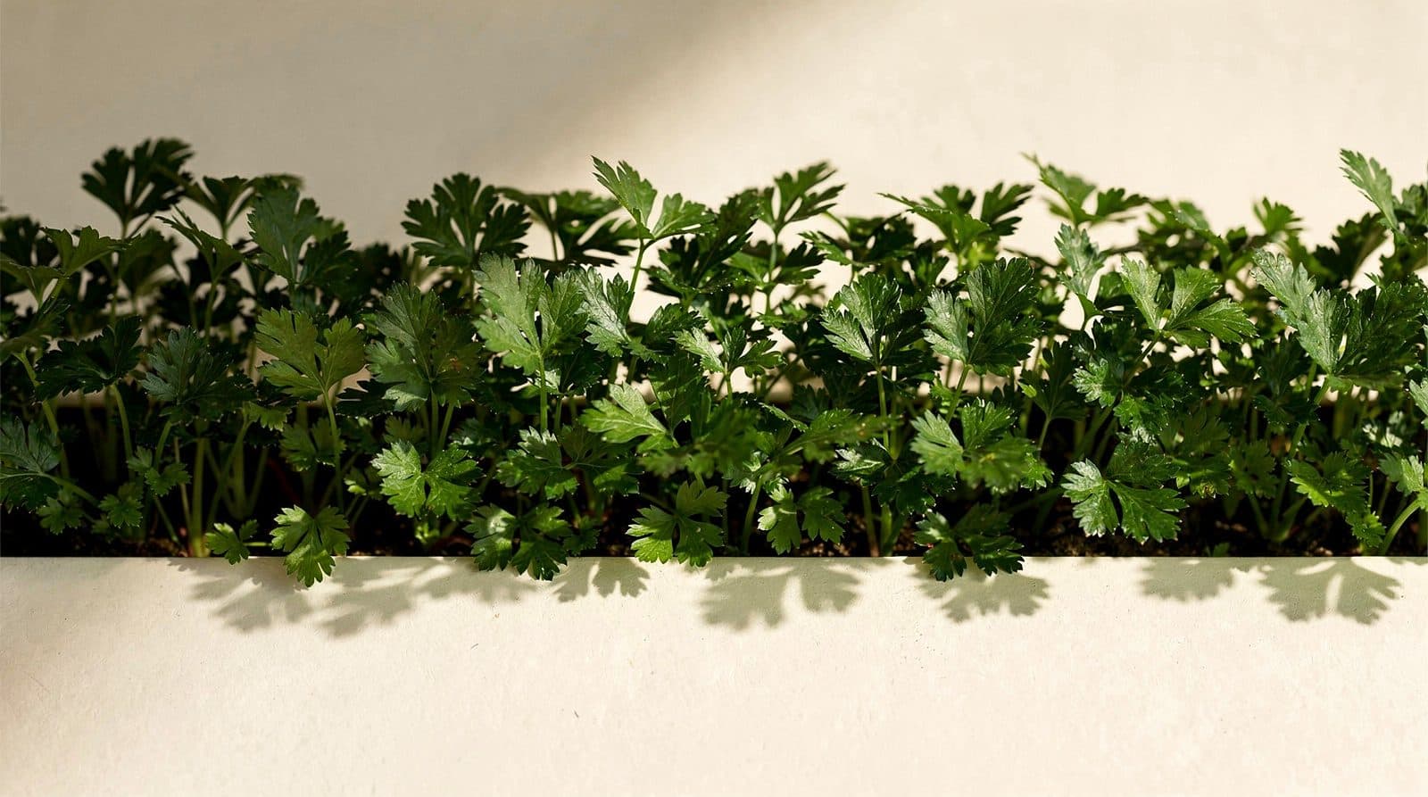 Parsley plants in a field row