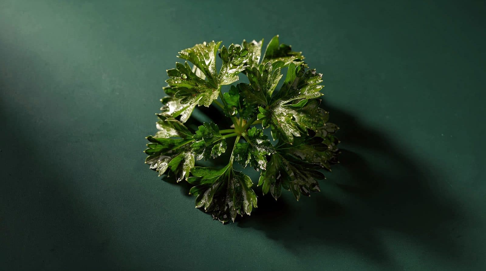 Parsley foliage in even light