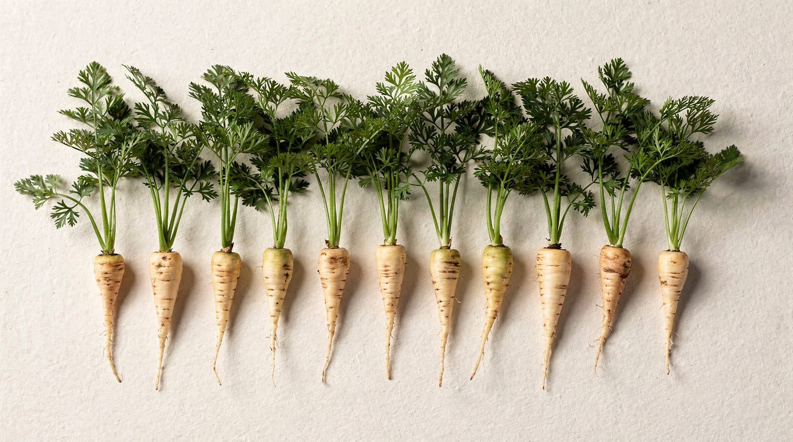 Parsnip rows in a field
