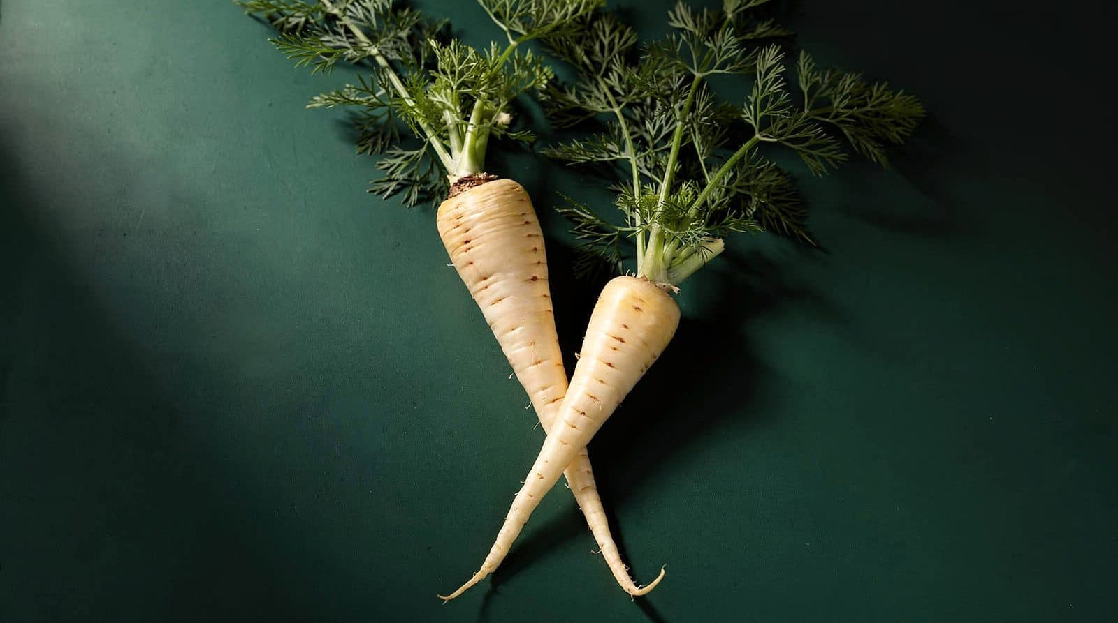 Parsnip roots and foliage in even light