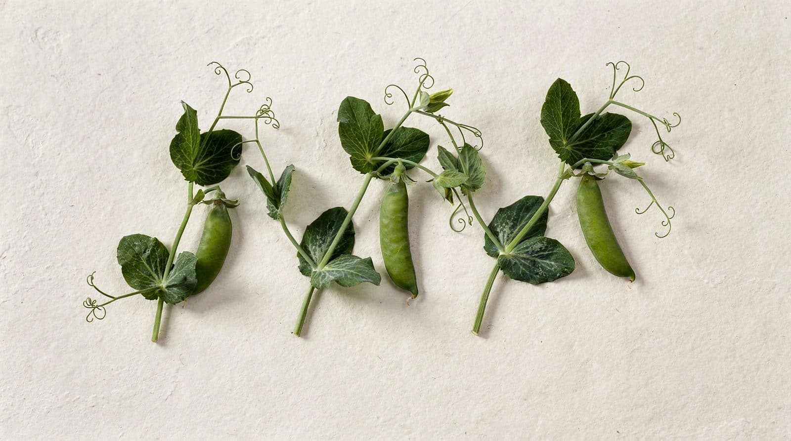 Pea plants in a field row
