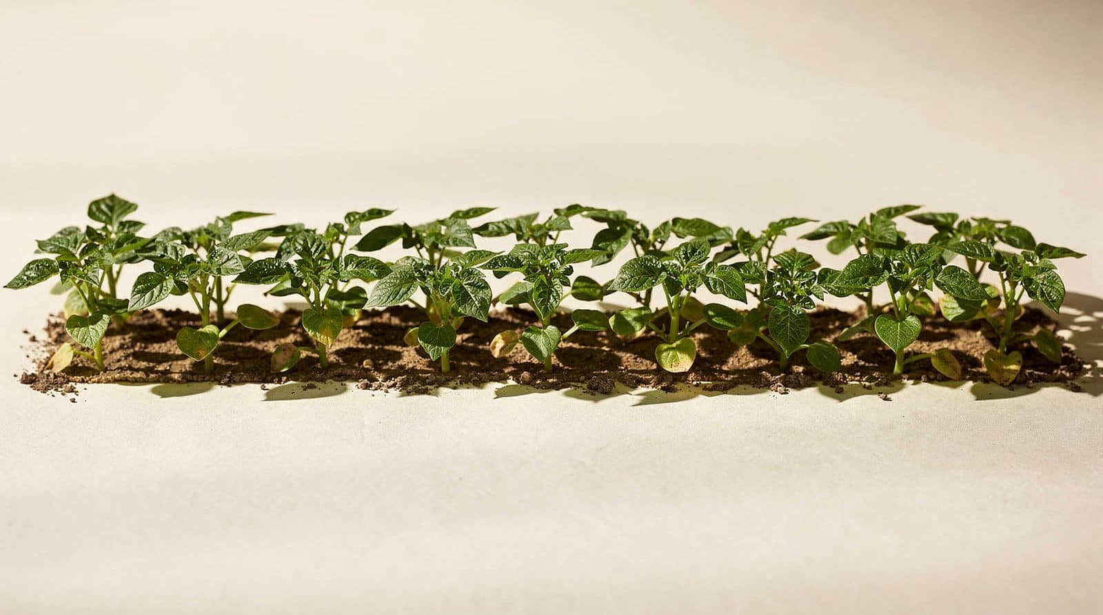Potato plants in a field row