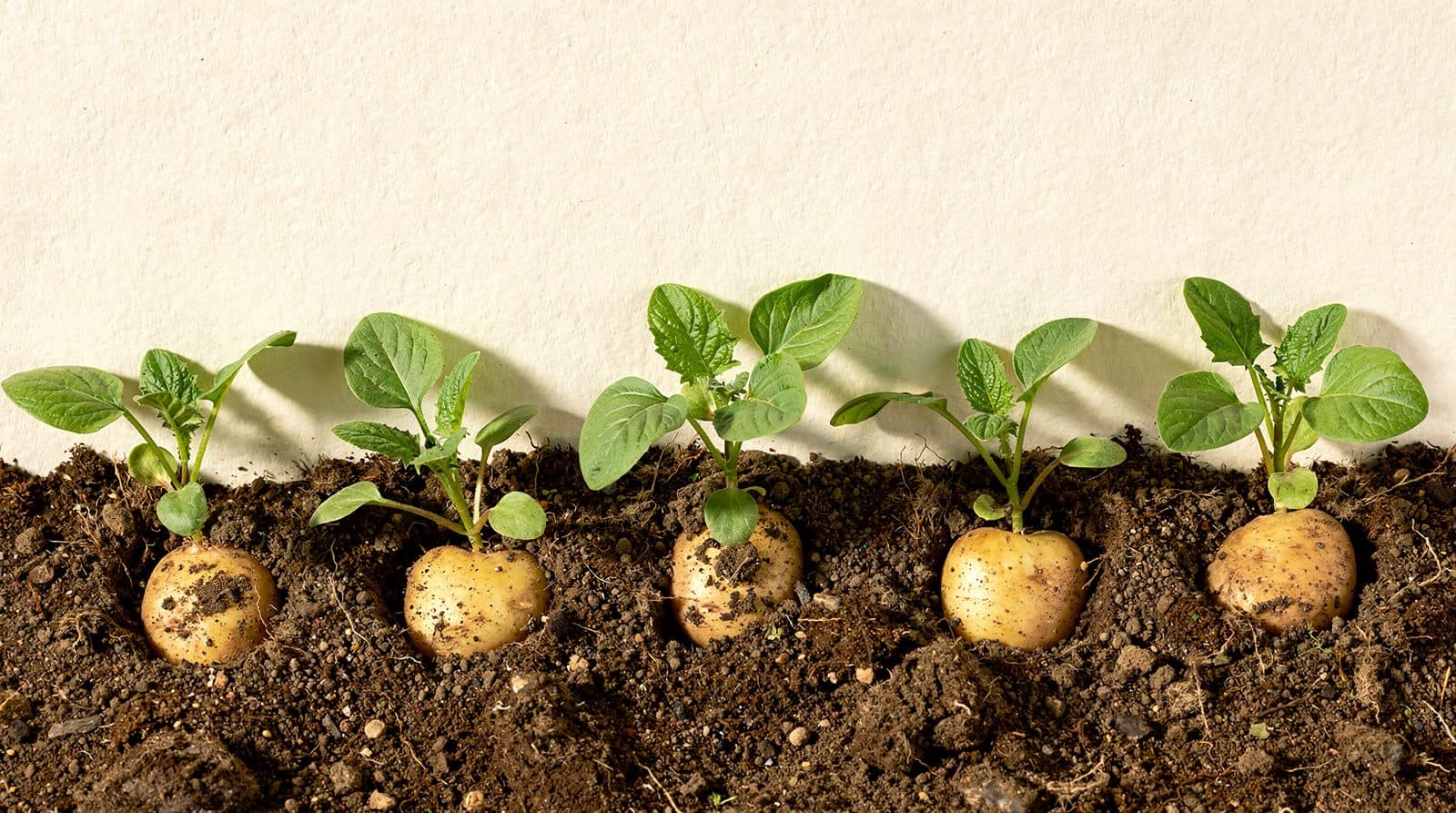 Potato plants in a home garden