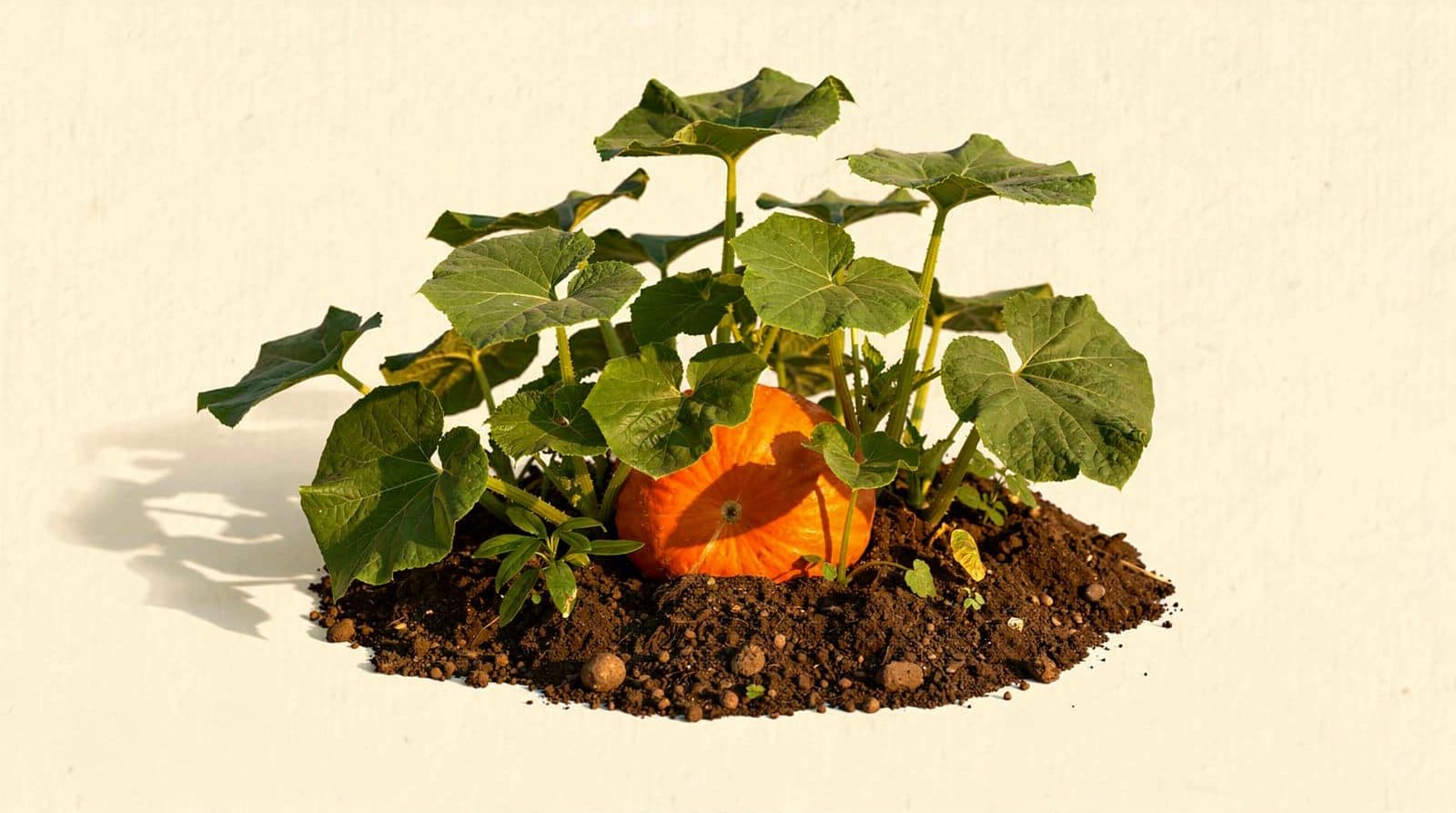 Pumpkin plants in a home garden