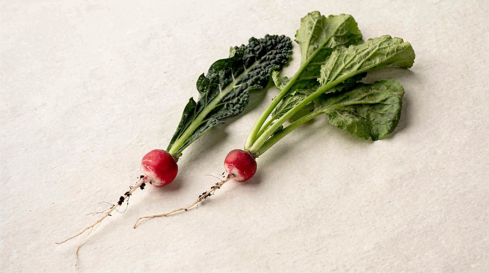 Radish plants in a field row
