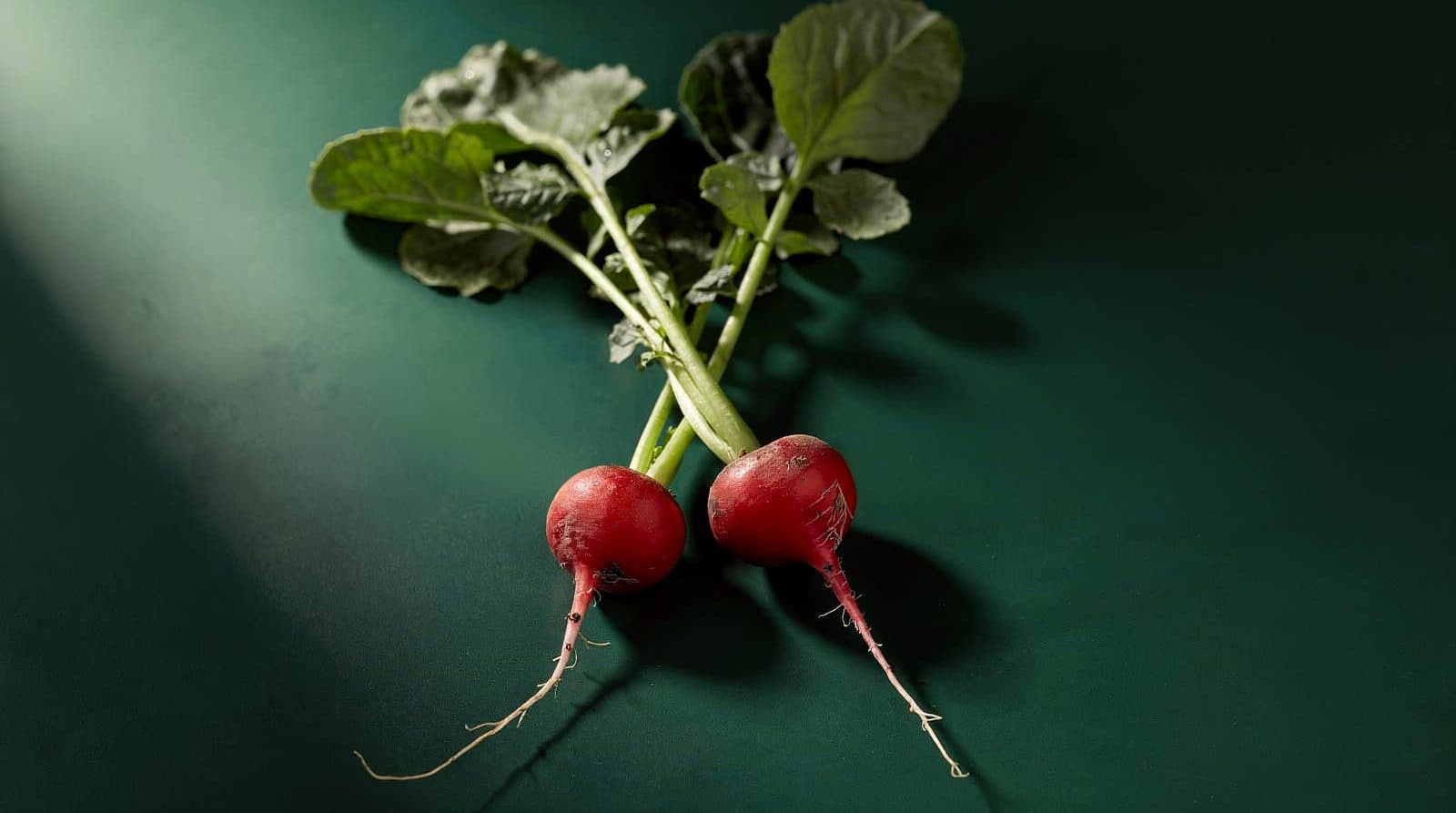 Radish roots and leaves in even light