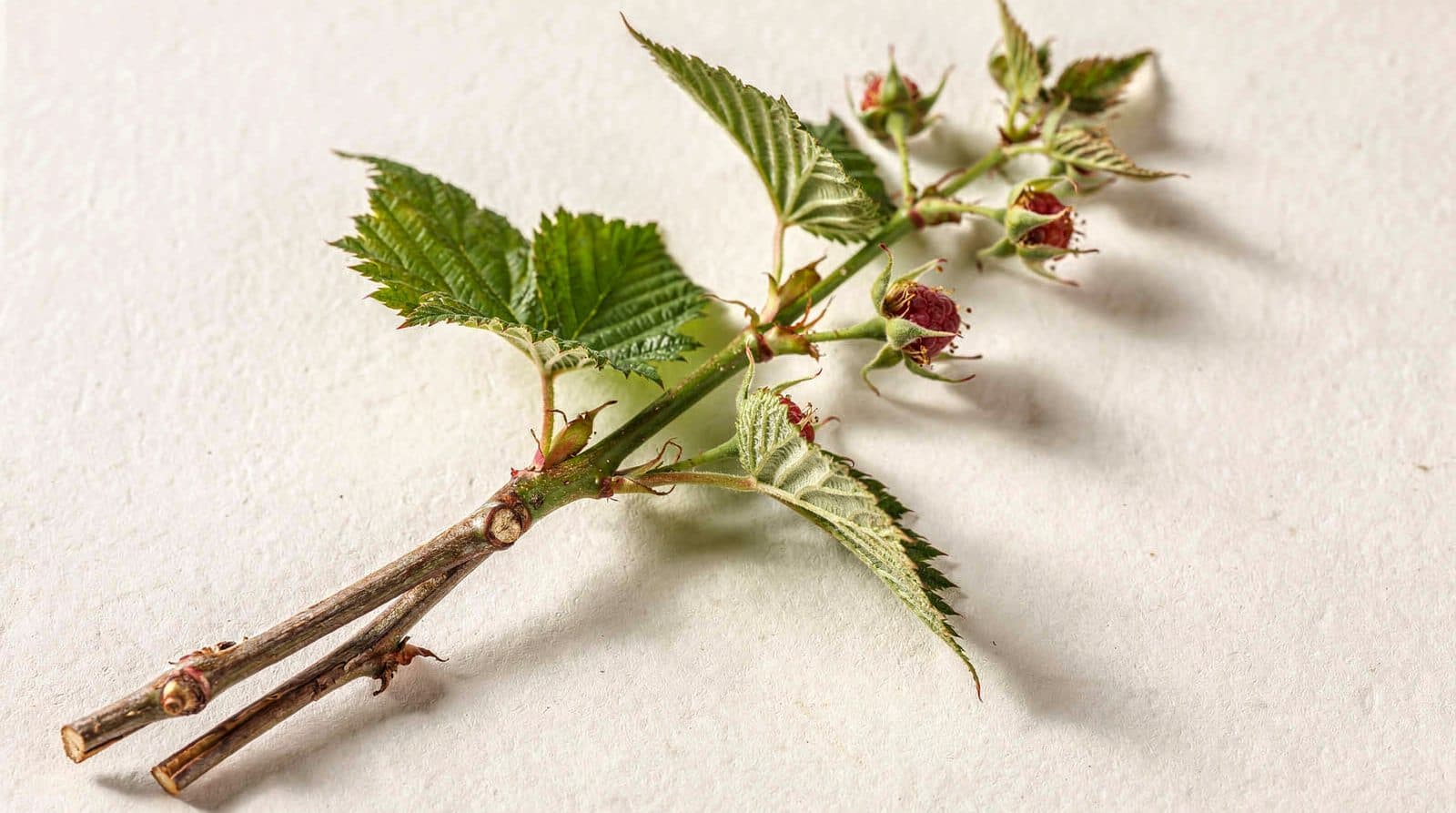 Raspberry plants in a field row
