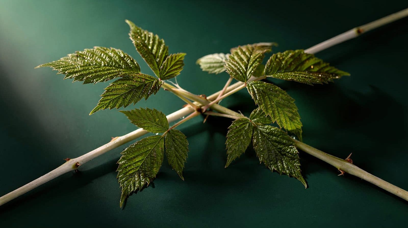 Raspberry canes in even light