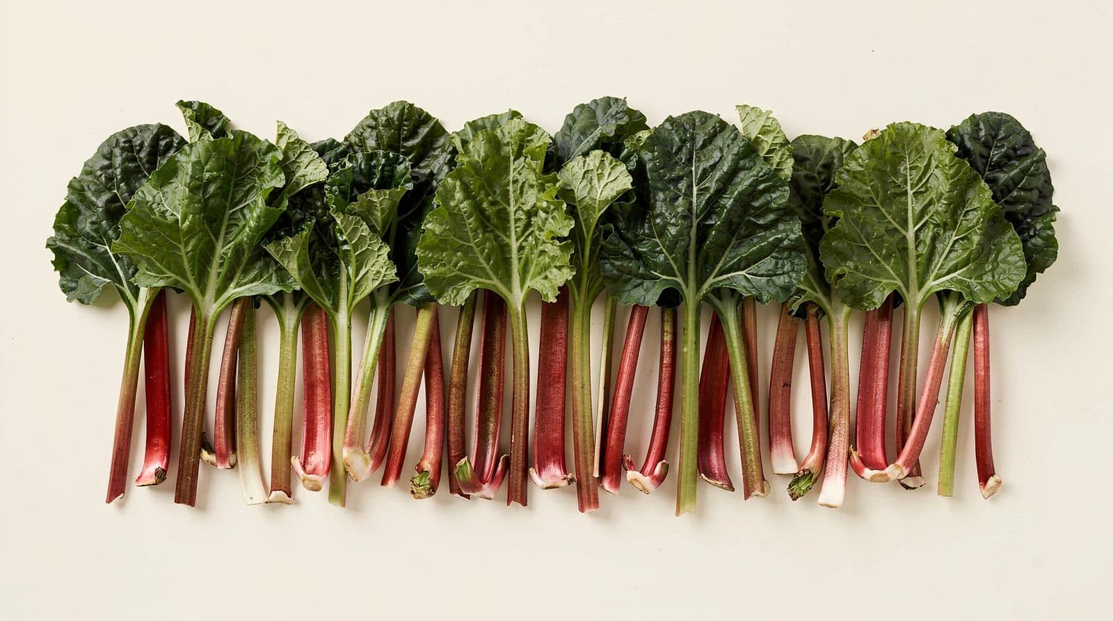 Rhubarb rows in a field