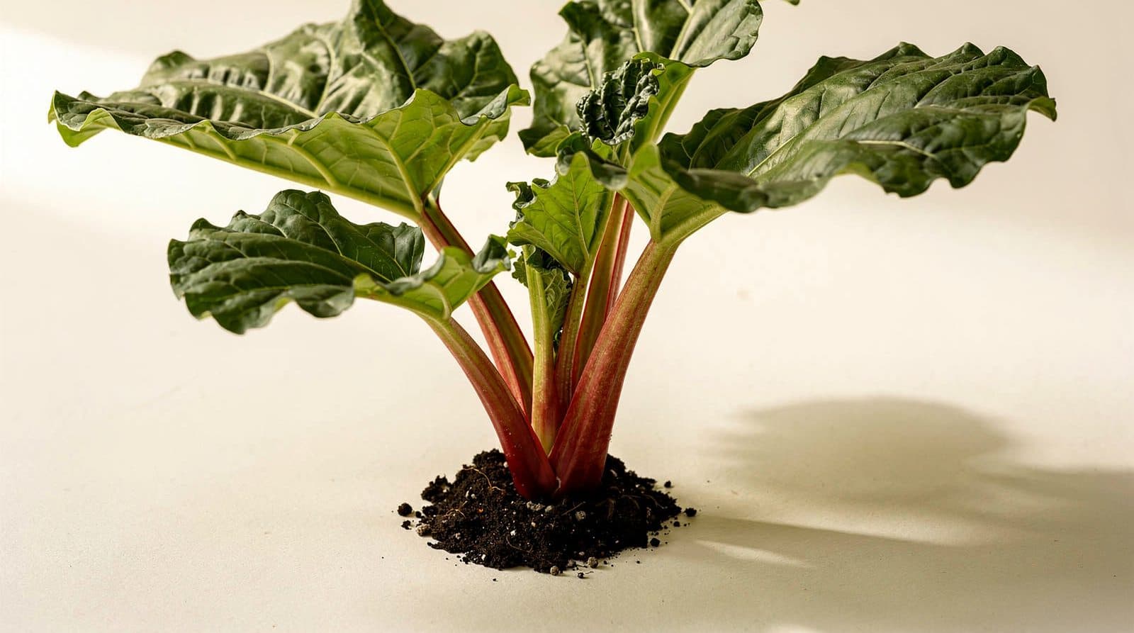 Rhubarb in a home garden bed