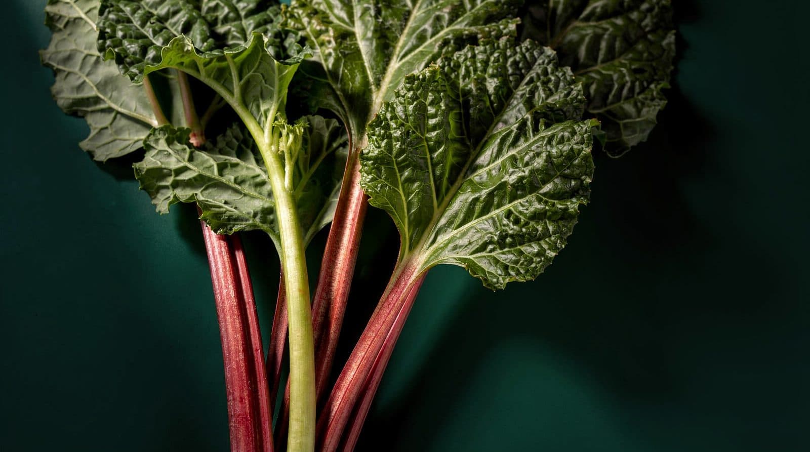 Rhubarb stalks and leaves in even light