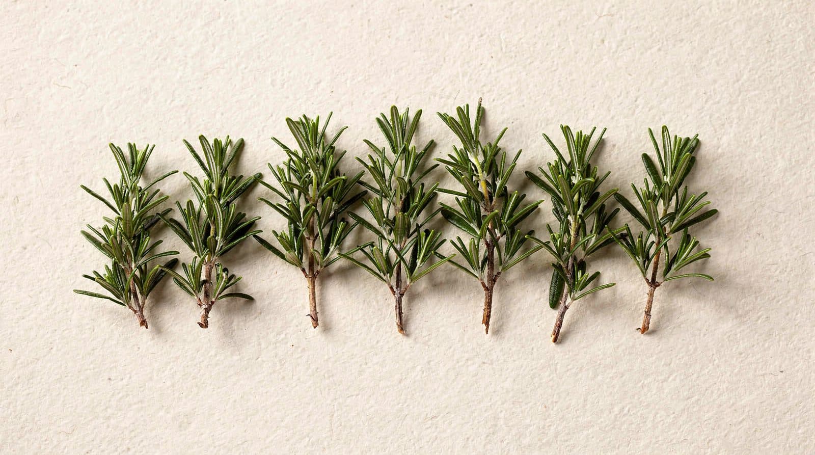 Rosemary plants in a field row