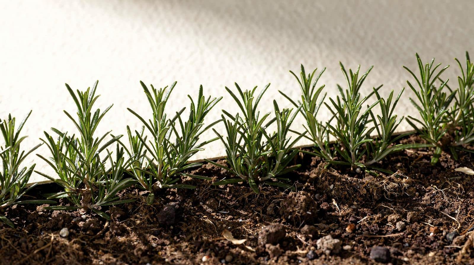 Rosemary plants in a home garden bed