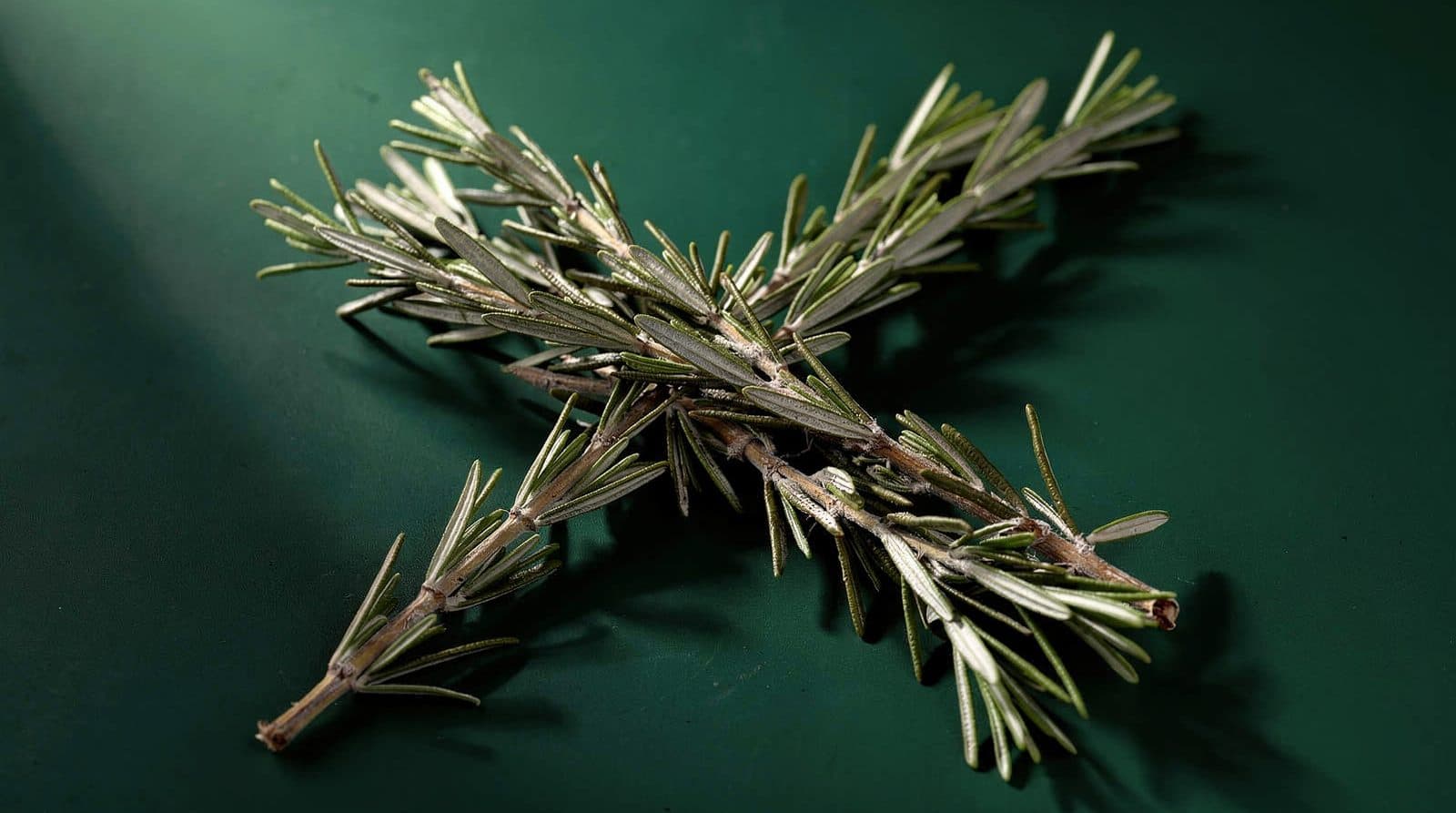 Rosemary foliage in even light