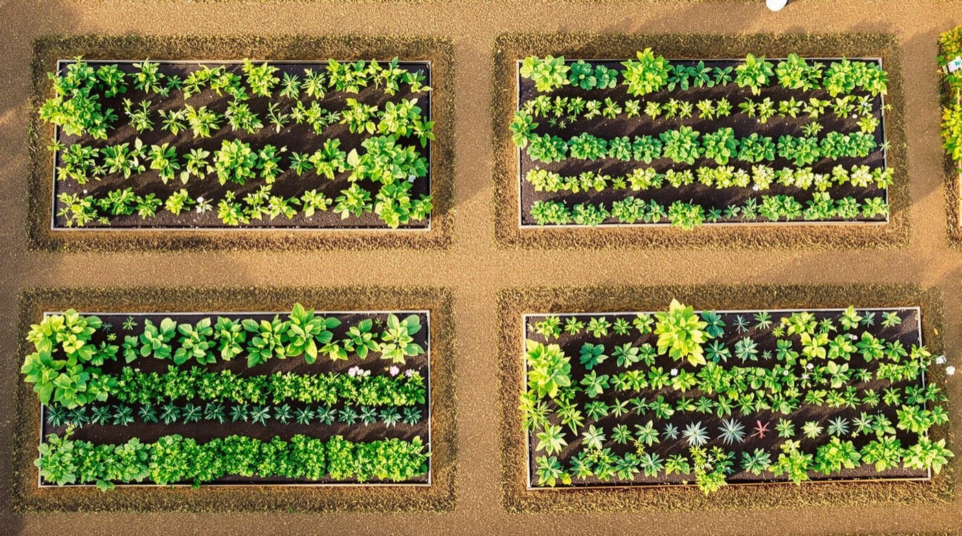 Overhead view of four garden beds