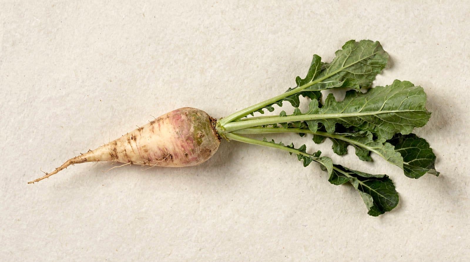 Rutabaga rows in a field
